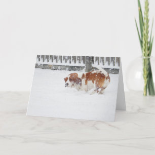 "Perros de afloramiento en" las tarjetas de