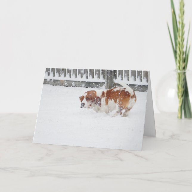 "Perros de afloramiento en" las tarjetas de (Anverso)