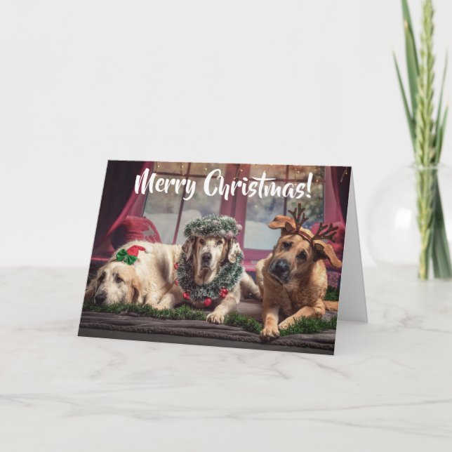 Perros de fotos divertidos en pañales de Navidad y (Anverso)