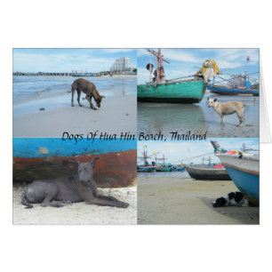 Perros De Hua Hin Beach, Tailandia