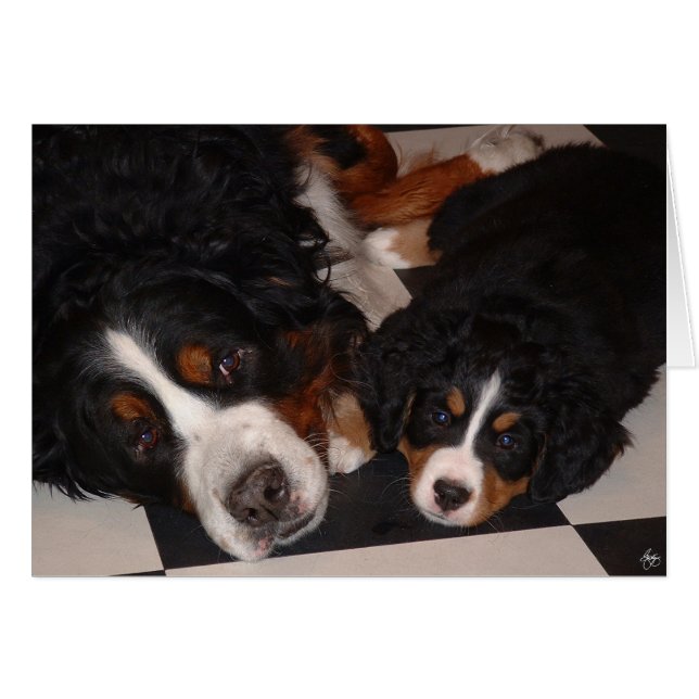 Perros de montaña de Berna de cabeza (Anverso (Horizontal))