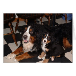 Perros de montaña de Berna - macho y gallo