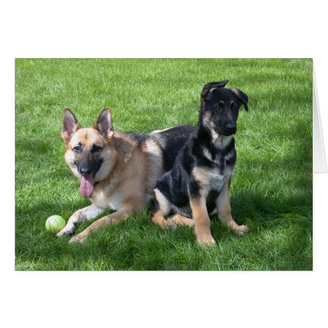 Perros de pastor alemanes - en blanco (Anverso (Horizontal))