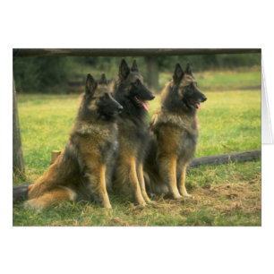 Perros del Pastor Alemán