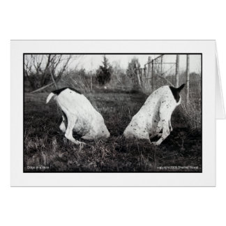 Perros en un agujero