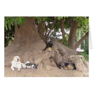 Perros en un árbol