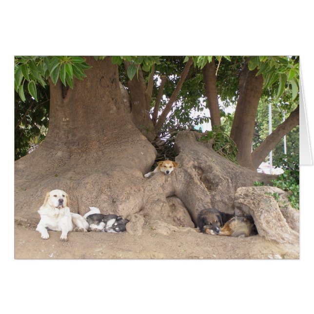 Perros en un árbol (Anverso (Horizontal))
