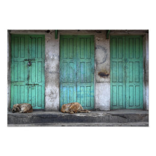 Perros perdidos delante de la foto verde sucia de