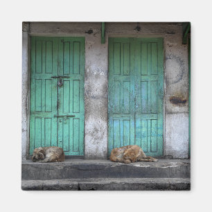 Perros perdidos delante del imán verde sucio de