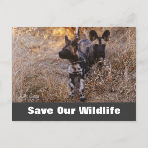 Perros salvajes, salven nuestra postal de vida sal