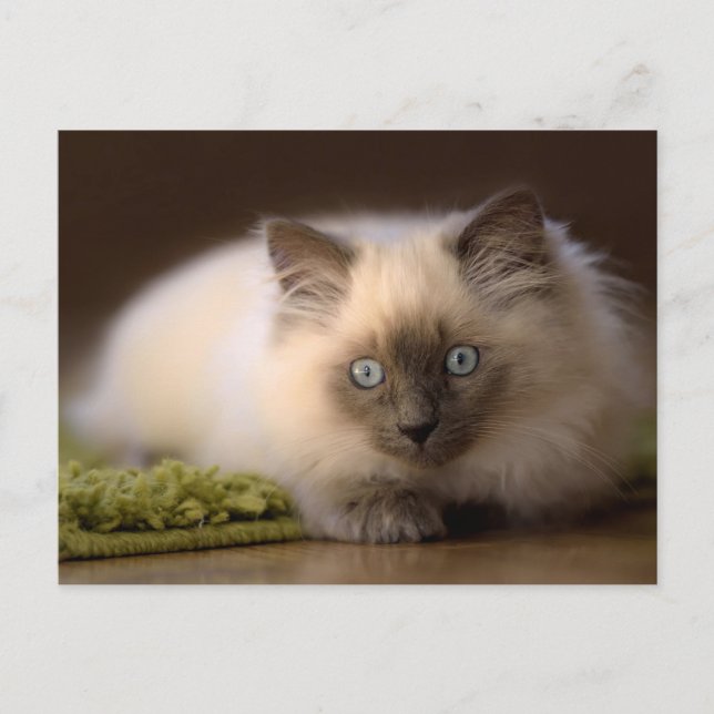 Persecución de la postal del ratón (Anverso)