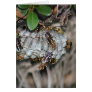 Perseguidor Jackers #2