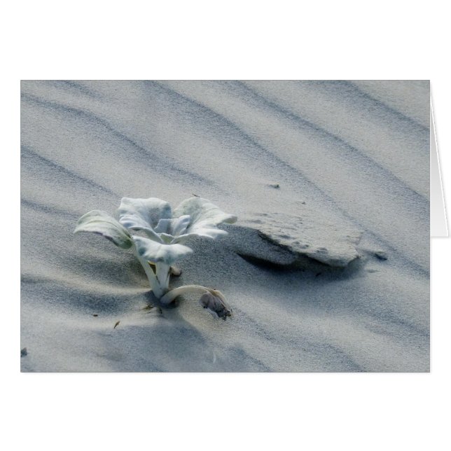 Persistencia (Anverso (Horizontal))