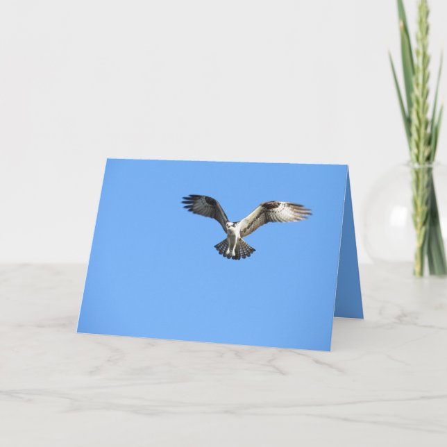 Personaliza esta tarjeta de saludo para aves Ospre (Anverso)