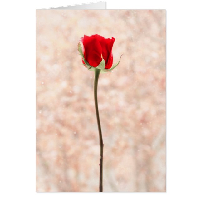 Personalizable Beautiful Red Rose (Frente)