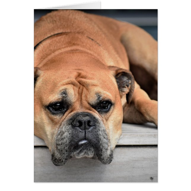 Personalizable de Bulldog continental (Frente)