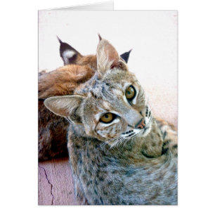 Personalizable de la mirada fija el de Gazely