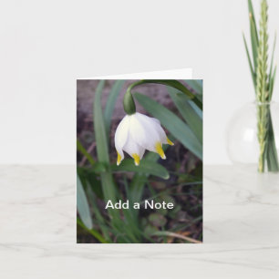 Personalizable de vernum de Leucojum Snowflake de 