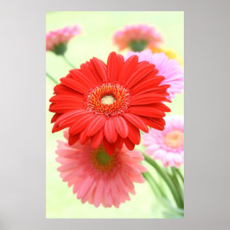 Personalizable Gerber Daisies Poster de impresión