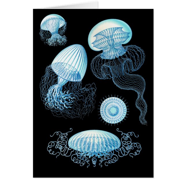 Personalizable Haeckel Jellyfish (Frente)