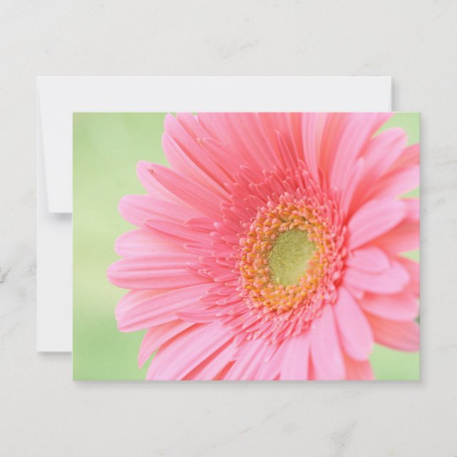 Personalizable Rosa Gerber Daisy (Anverso)