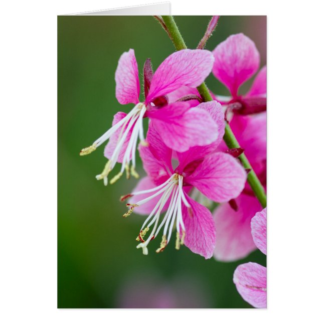 Personalizable Wildflowers (Frente)