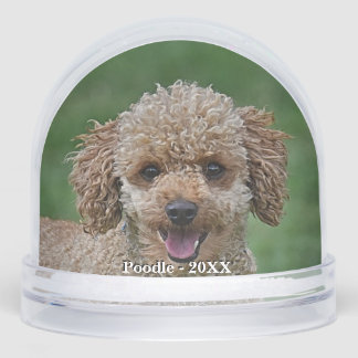 Personalizado Apricot Poodle Dog Photo