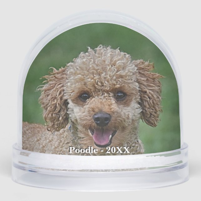 Personalizado Apricot Poodle Dog Photo (Anverso)