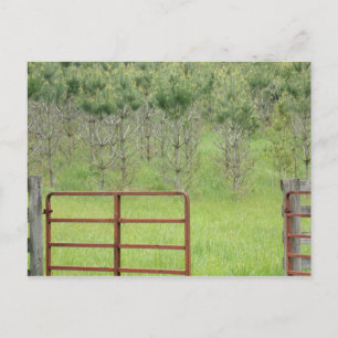 Personalizado en la tarjeta postal de los Pinos