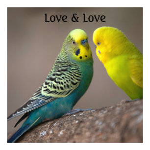 Personalizado Loro Imagen de amor Texto de la foto