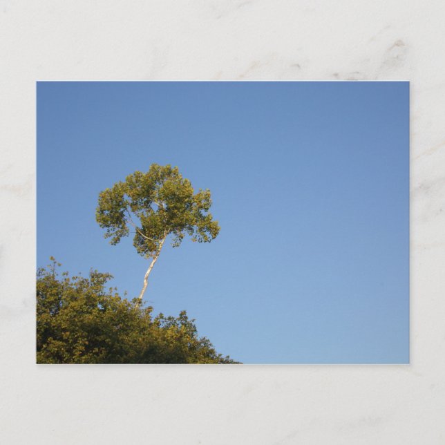 Personalizado se destaca de las postales del árbol (Anverso)