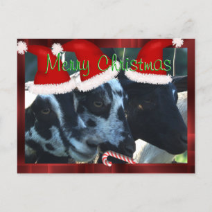 Personalizar de la postal de la cabra de las