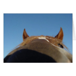 Perú: Caballo cruzado con nariz
