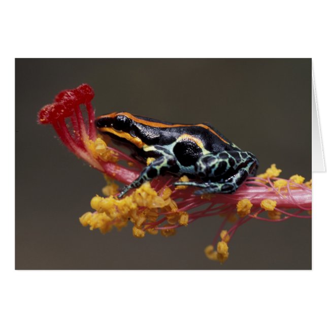 Perú, Selva Peruana. Rana Veneno de Flecha (Anverso (Horizontal))