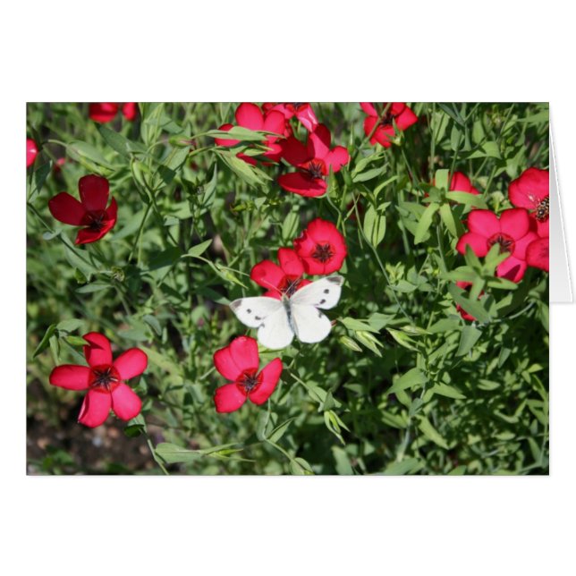 Pesadilla en Florida (Anverso (Horizontal))