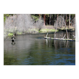 Pesca con mosca en el Metolius