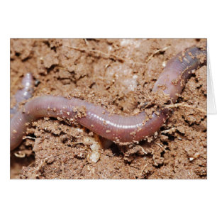 Pesca de gusano terrestre
