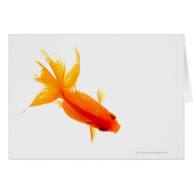 Pesca de oro, vista aérea (Anverso (Horizontal))