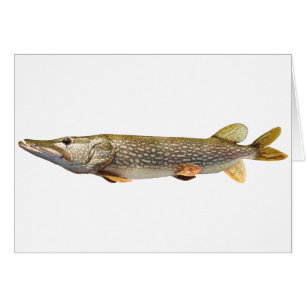 Pesca de Pike Muski