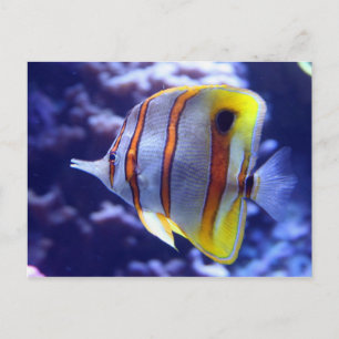 PESCA LA TARJETA POSTAL DE PESCADO