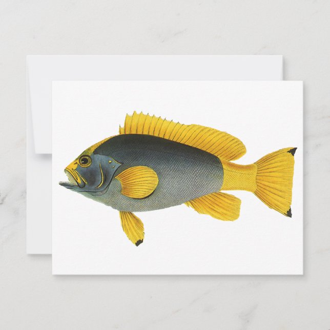 Pescado azul y amarillo vintage, vida marina (Anverso)
