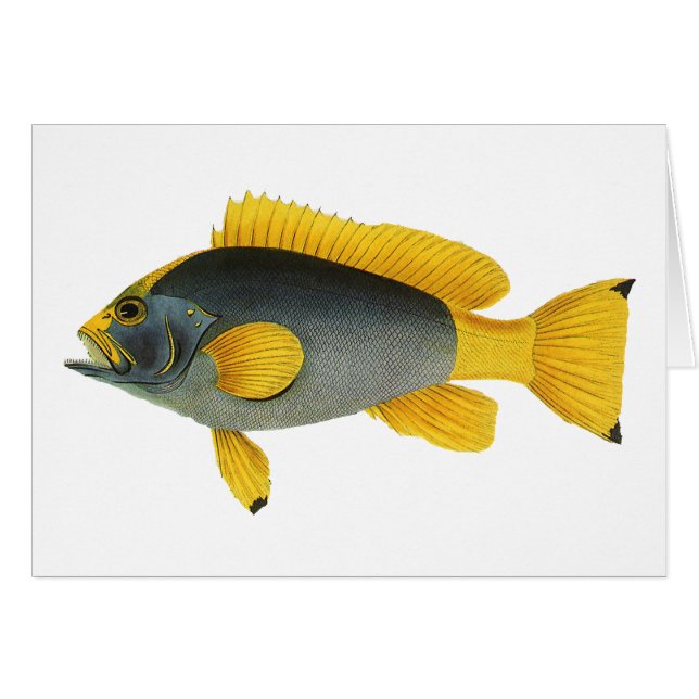 Pescado azul y amarillo vintage, vida marina (Anverso (Horizontal))