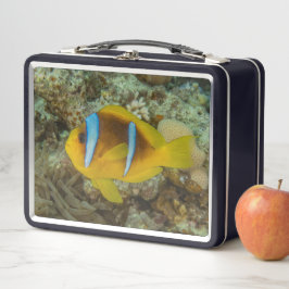 Pescado colorido nadando en el Mar Rojo Eilat Isra