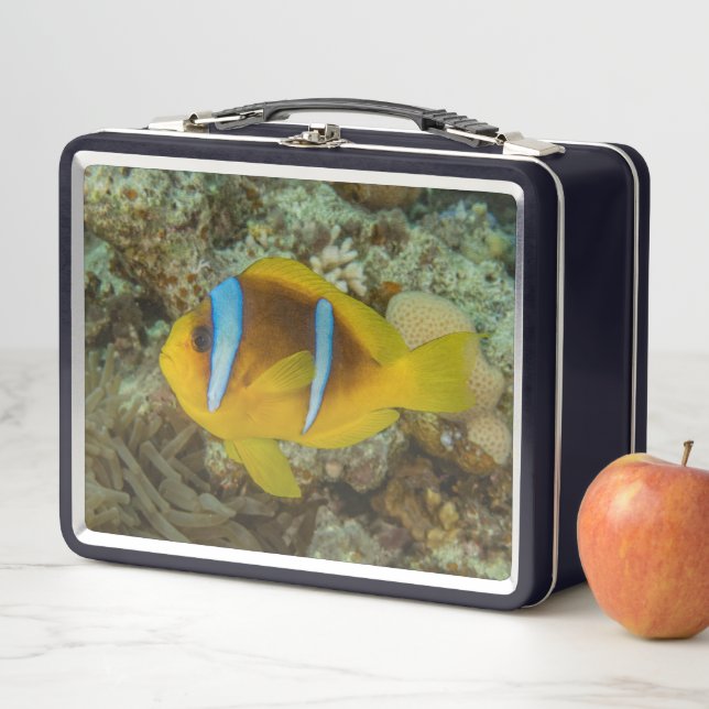 Pescado colorido nadando en el Mar Rojo Eilat Isra (In situ)