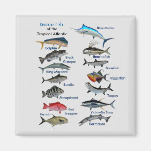 Pescado de caza del imán atlántico tropical
