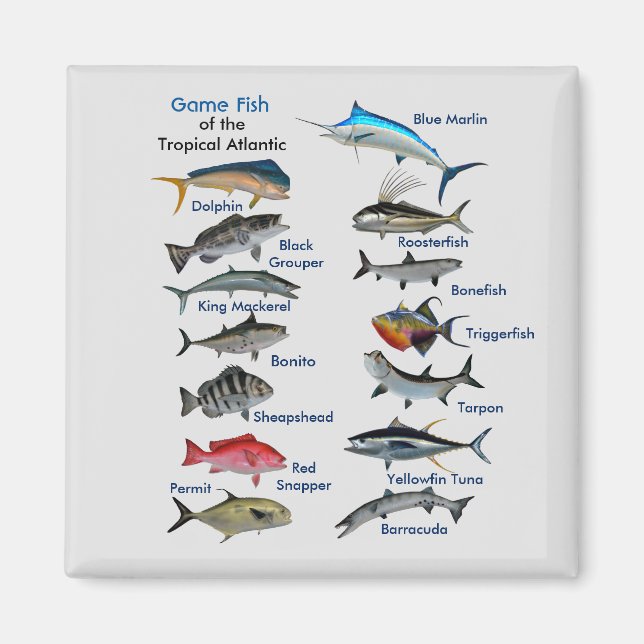 Pescado de caza del imán atlántico tropical (Frente)