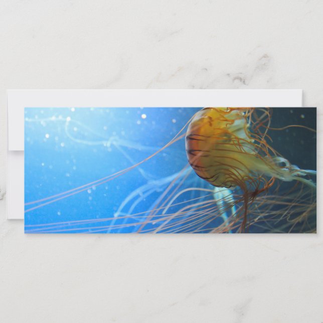 Pescado de las medusas (Anverso)