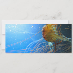 Pescado de las medusas