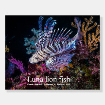 Pescado de león Luna, Pterois lunulata,