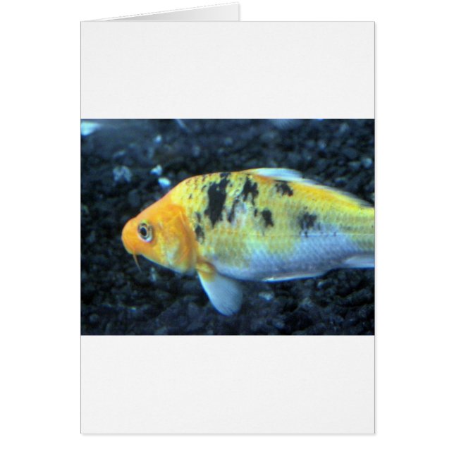 Pescado de oro visto (Frente)